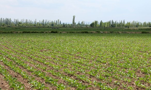 Sugar beet growing in rows in a field